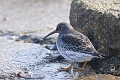 purple sandpiper, purple sandp-6